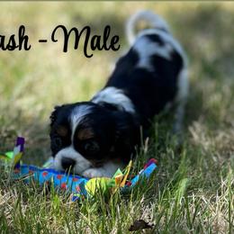 Boy 2 - Tri-color male Cavalier King Charles Spaniel puppy in North Smithfield, Rhode Island from Thundermist Cavaliers
