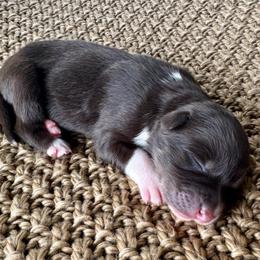 Girl 1 - Red tri-color female Australian Shepherd puppy in Zwingle, Iowa from Homestead Aussies & Doodles