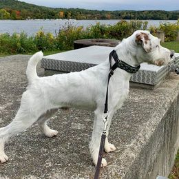 Jack Russell Terriers from Tuckers Acre Terriers
