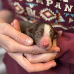 Rebel - Red tri male Miniature Australian Shepherd puppy in North Lakeport, California from Wild Rose Ranch