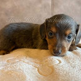Minnie - Fawn (isabella) and tan female Dachshund puppy in Jonesboro, Illinois from Twin Hills Dachshunds