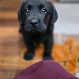 Sven - Black male Labrador Retriever puppy in Seymour, Missouri from Fairview's Precious Pups