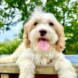 Edie - Blenheim male Cavapoo puppy in Liberty, Missouri from Marigold Pups