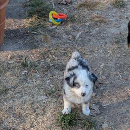 Waffle Cone - Blue merle male Miniature American Shepherd puppy in Keizer, Oregon from CG Mini Shepherds