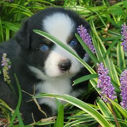 Australian Shepherds and Rat Terriers from Nubbytail Farm
