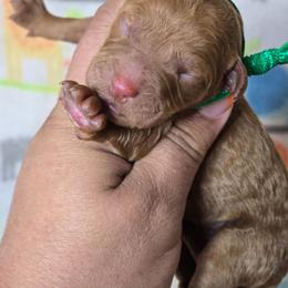 Milo - Red  male Goldendoodle puppy in Austin, Texas from Austin Doodles & Poodles
