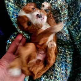 Saqqara - Ruby female Cavalier King Charles Spaniel puppy in Watsontown, Pennsylvania from Huntsman Cavaliers