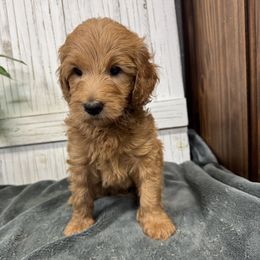 Stormy's Brown Collar Boy 2150.00 - Red  male Goldendoodle puppy in Alvin, Texas from JP Southern Doodles