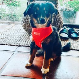 Miniature Australian Shepherd Puppies from Amberwood DD Aussies