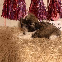 Gold and white girl - Gold and white female Shih Tzu puppy in Hibbing, Minnesota from Iron Range Shih Tzu and Puppies