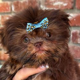Boba - Chocolate and tan female Shih Tzu puppy in Riverside, California from It’s a Shih Tzu world