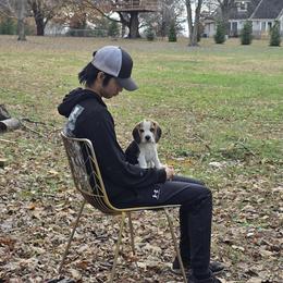 Pongo - Blue tan and white male Beagle puppy in Greenwood, Missouri from Nukee Beagles and Corgis