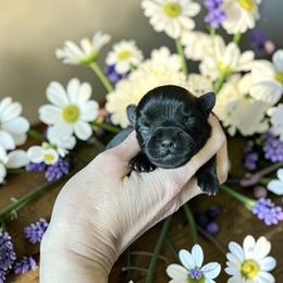Russian Salon Dog and Yorkshire Terrier Puppies from Yorkies Kisses