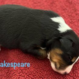 Shakespeare - Black tri-color male Australian Shepherd puppy in Lebanon, Oregon from Mt. Hope Aussies