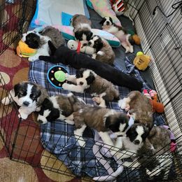 Saint Bernard Puppies from Middle Georgia Saints