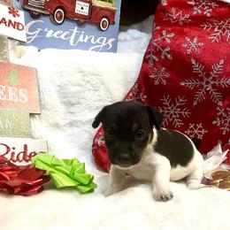 Border Collie and Jack Russell Terrier Puppies from CP FARMS BORDER COLLIES N JACKS CORP