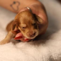 Red - Red female Dachshund puppy in Miami, Florida from Maitime Dachshund