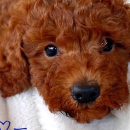 Max - Goldendoodle puppy from Supreme Doodles