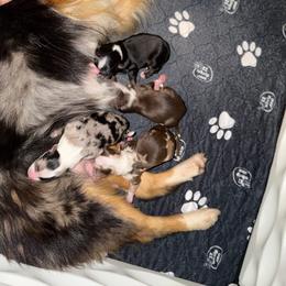 BTF - Black tri female Toy Australian Shepherd puppy in Bogata, Texas from Maple Creek Run