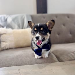 Navy Boy - Cafe - Black and tan male Pembroke Welsh Corgi puppy in Vilonia, Arkansas from Lucky Pups Corgis