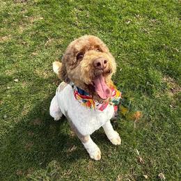 Patrick - Poodle