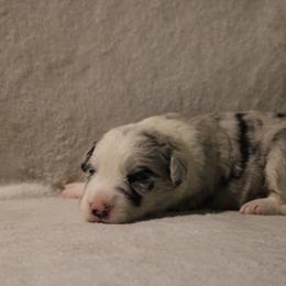 Beatrix Potter - Blue merle female Border Collie puppy in Crawfordsville, Indiana from Rescued Dreams Border Collies