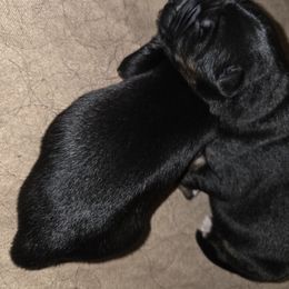 Blue collar - Black and red male German Shepherd puppy in Lyndonville, New York from Steinholtz German Shepherds