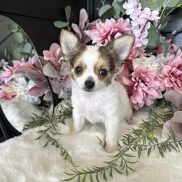 Marki - Fawn and white female Chihuahua puppy in Northboro, Iowa from So Sweet Chihuahuas