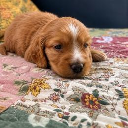 Anthem - Red male Dachshund puppy in Springfield, Missouri from Queen City Sausage Dogs