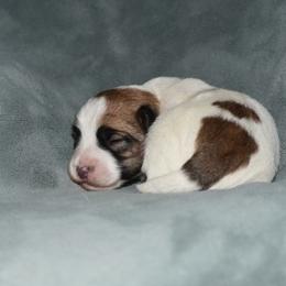 Paige Boy - White and tan male Russell Terrier puppy in Middletown, Virginia from DBF Russell Terriers