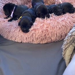 Labrador Retriever Puppies from Amore Labrador Retrievers