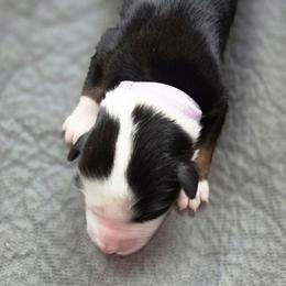 Autumn - Black tri-color female Australian Shepherd puppy in Anthony, Florida from Out of the Blue Aussies