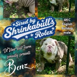 Benz (Shrinkabull) - Tricolors male French Bulldog puppy in Cullman, Alabama from Divine Hill Farm