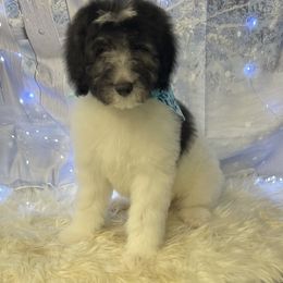 Boy Red - Pyredoodle puppy from Kiki’s Farm