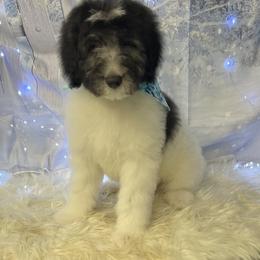 Boy Red - Pyredoodle puppy from Kiki’s Farm