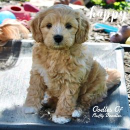 Australian Labradoodle Puppies from Oodles Of Fluffy Doodles