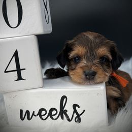 Girl 1..orange - Chocolate and tan female Yorkshire Terrier puppy in Machesney Park, Illinois from 3 Yorkie Family