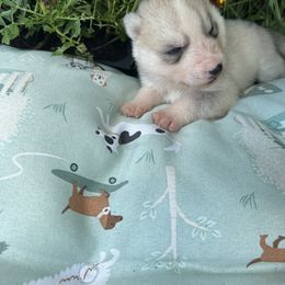 Girl 2 - Siberian Husky puppy in Westfield, Vermont from Snowdancer Kennels, Reg