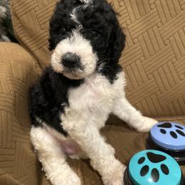 Toby - Parti male Poodle puppy in Mobile, Alabama from Semmy’s Standard Poodle LLC