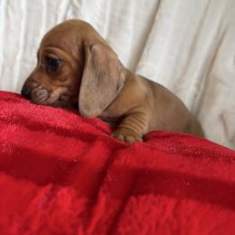 Rubes - Dapple female Dachshund puppy in Stilwell, Oklahoma from Dachshunds of Bunch