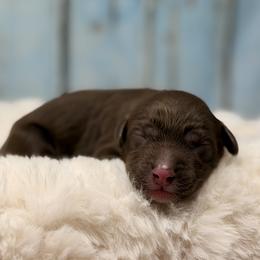 Copper - Chocolate male Australian Labradoodle puppy in Brush Prairie, Washington from Fancy Pants Labradoodles