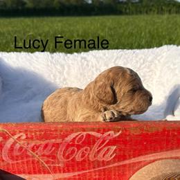 Girl 1 - Cream female Goldendoodle puppy in Wever, Iowa from JK Royal Lines