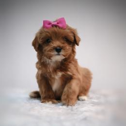 Charlotte - Red female Cavapoo puppy in Apopka, Florida from Rae Precious Puppies