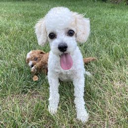 Winnie  - Poodle