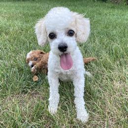 Winnie  - Poodle