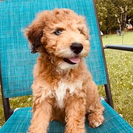 Twinkie - Red merle female Aussiedoodle puppy in Watertown, Wisconsin from Little Bear Paws Aussiedoodles