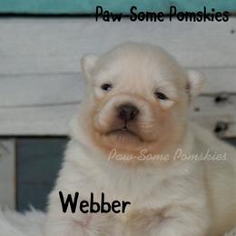 Webber - White male Pomsky puppy in Krum, Texas from Paw-Some Pomskies