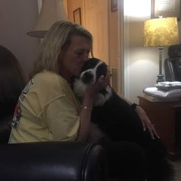 Border Collie All Grown Up from BCX Stockdogs