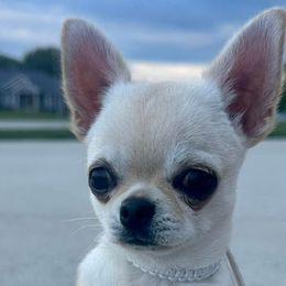 Dior - Chihuahua