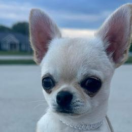 Dior - Chihuahua